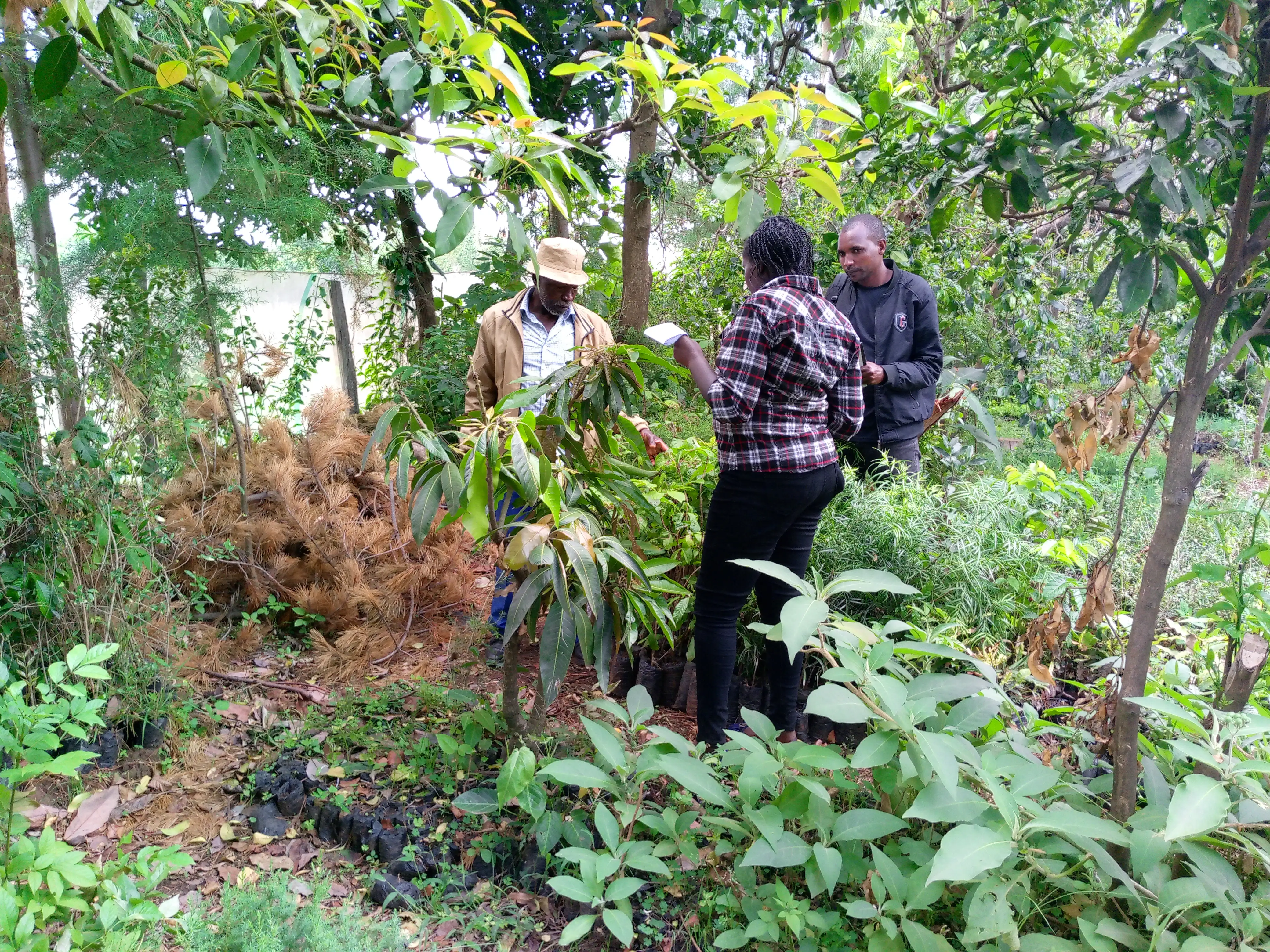 Seedbed Quality Audits