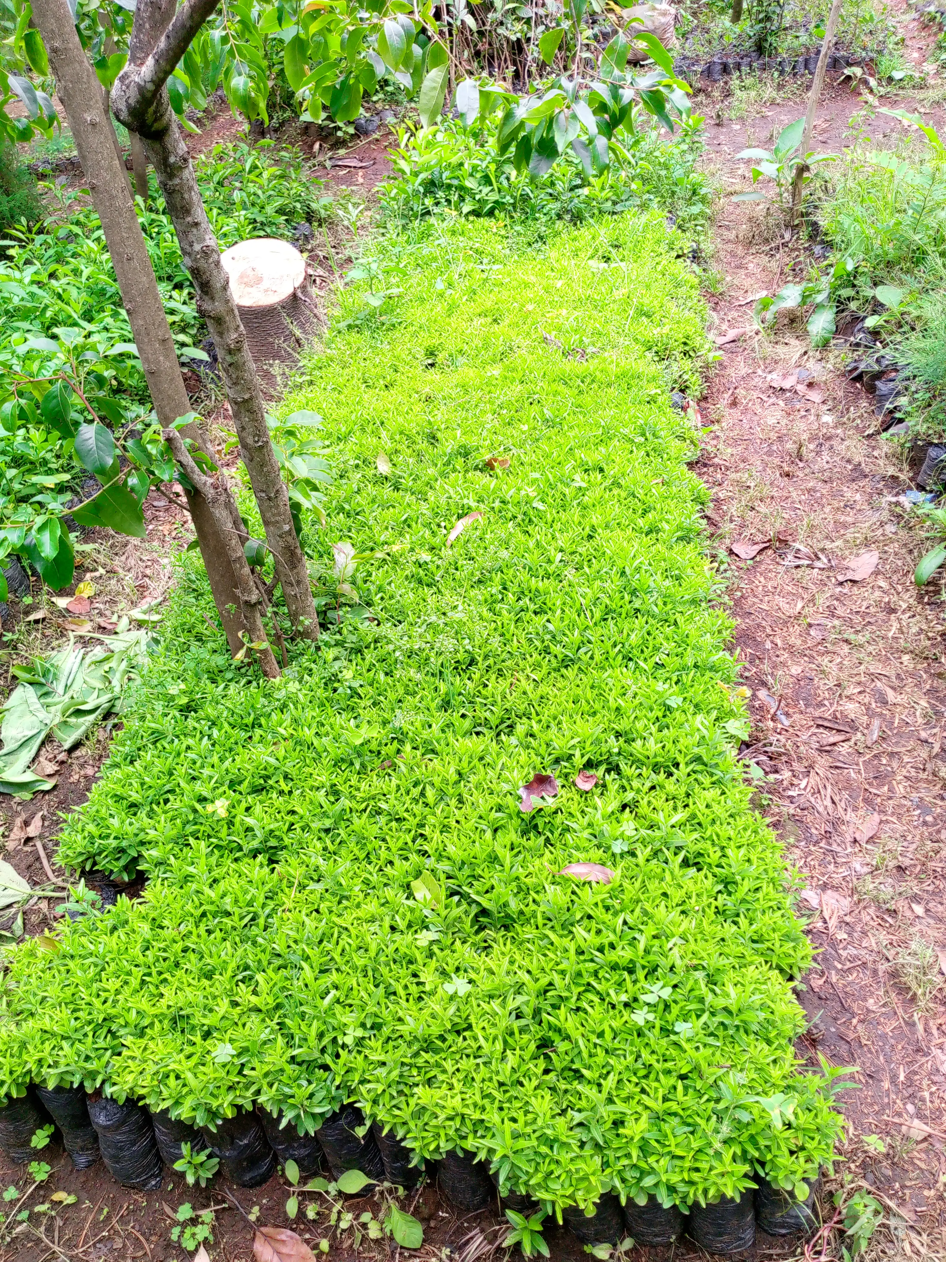 Seedbed Management