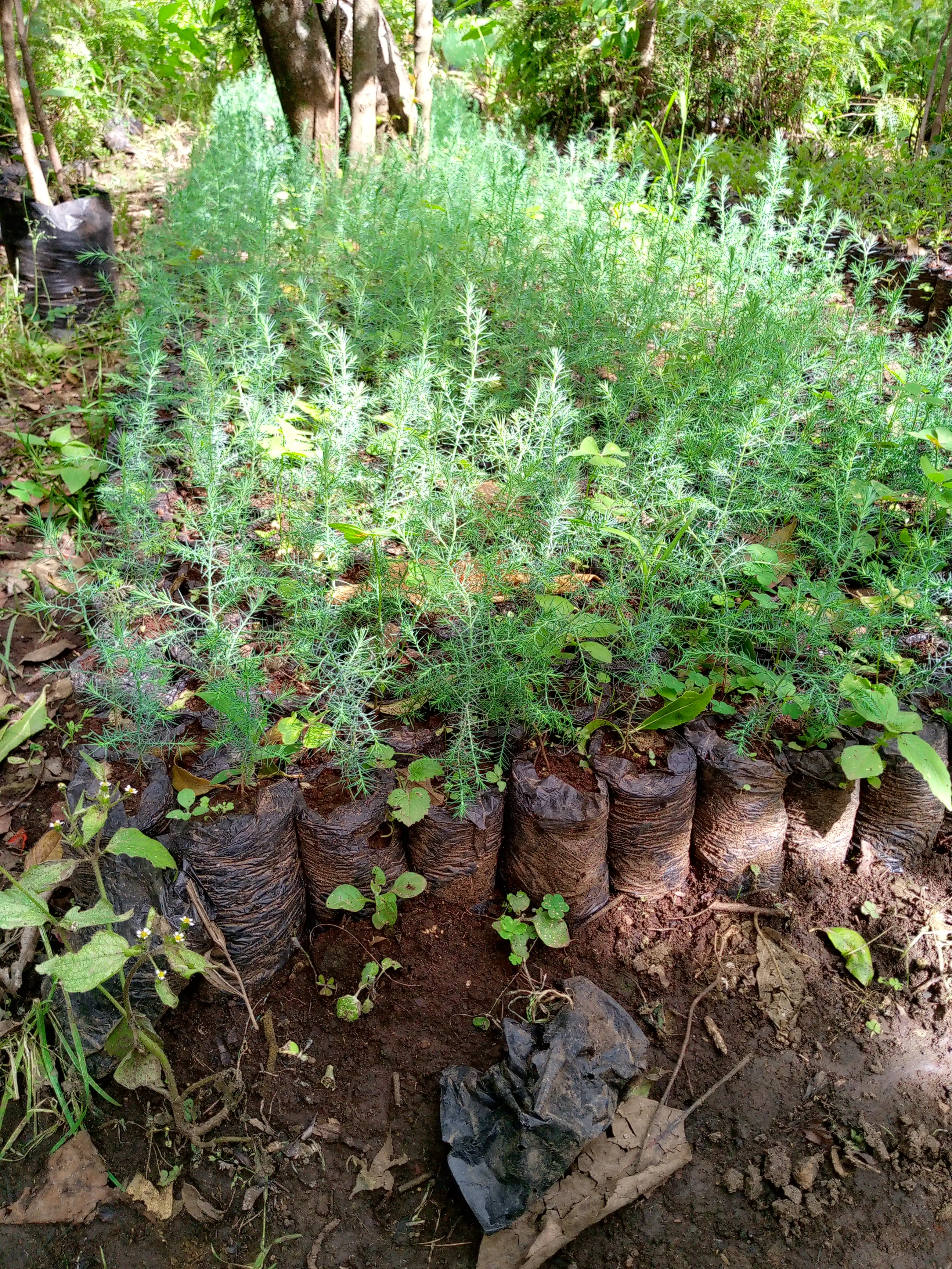 Organic Seedbeds