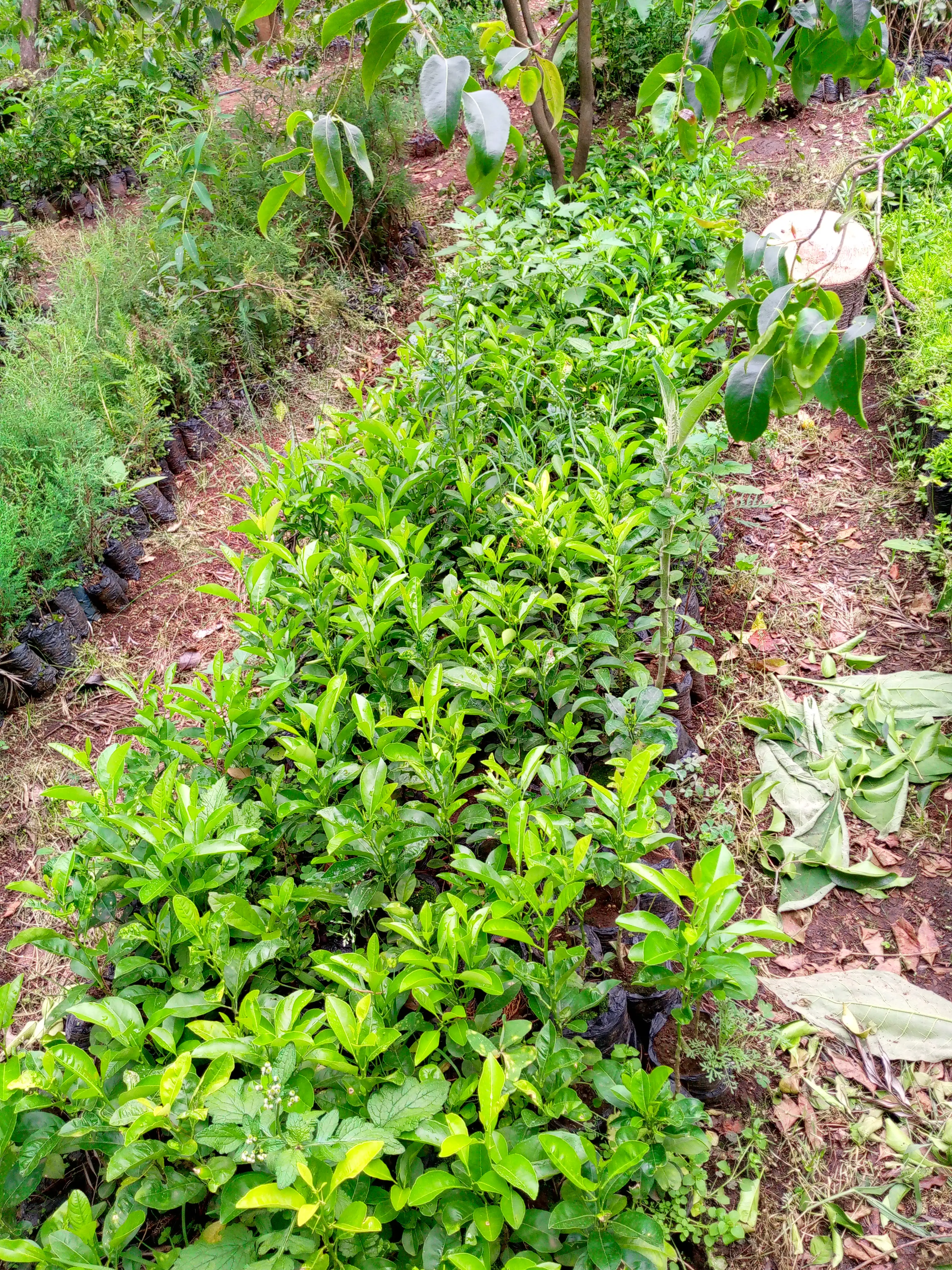 Community Seedbeds