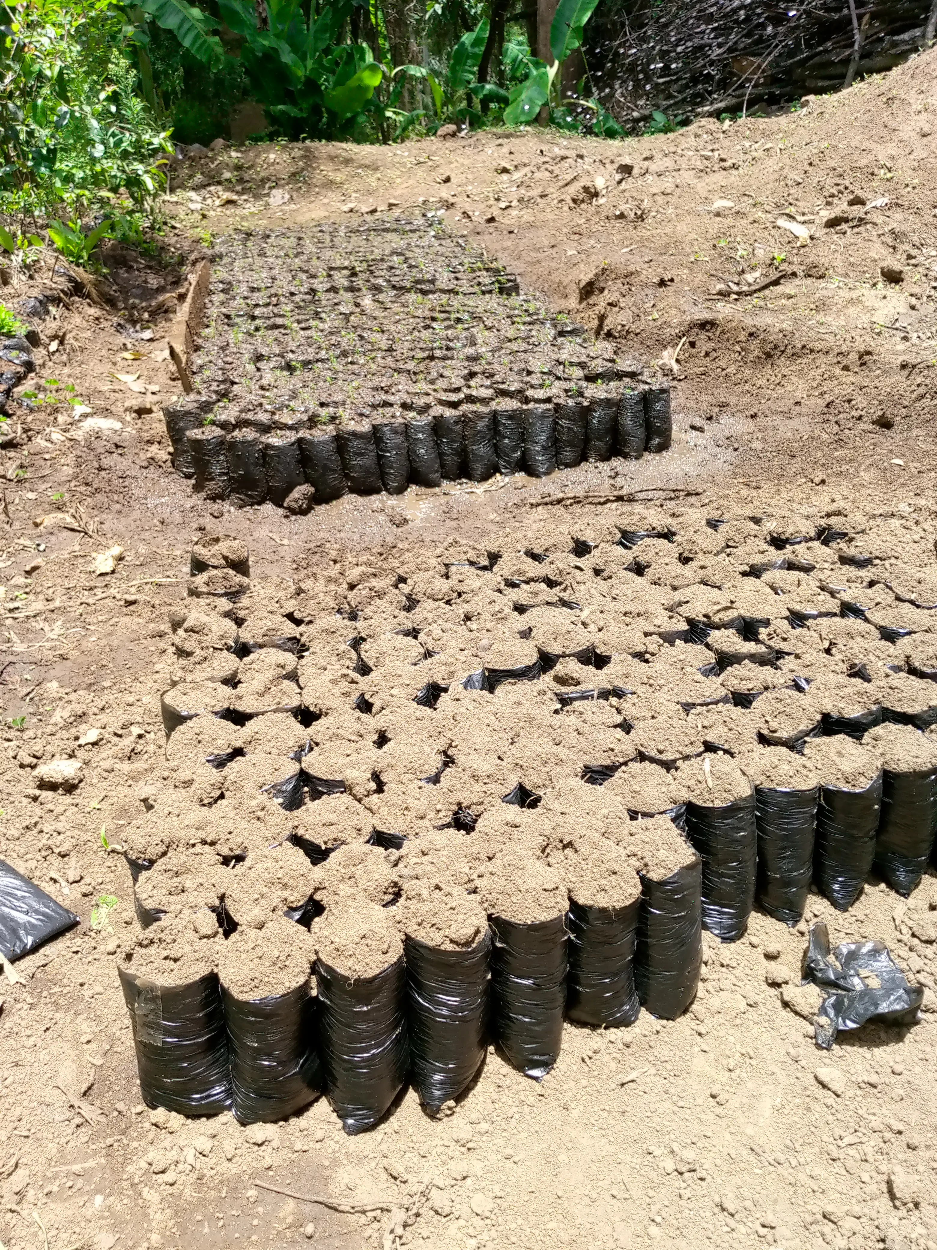 Seedling Preparation